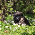 IMG_4245.JPG