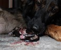 IMG_9878.JPG